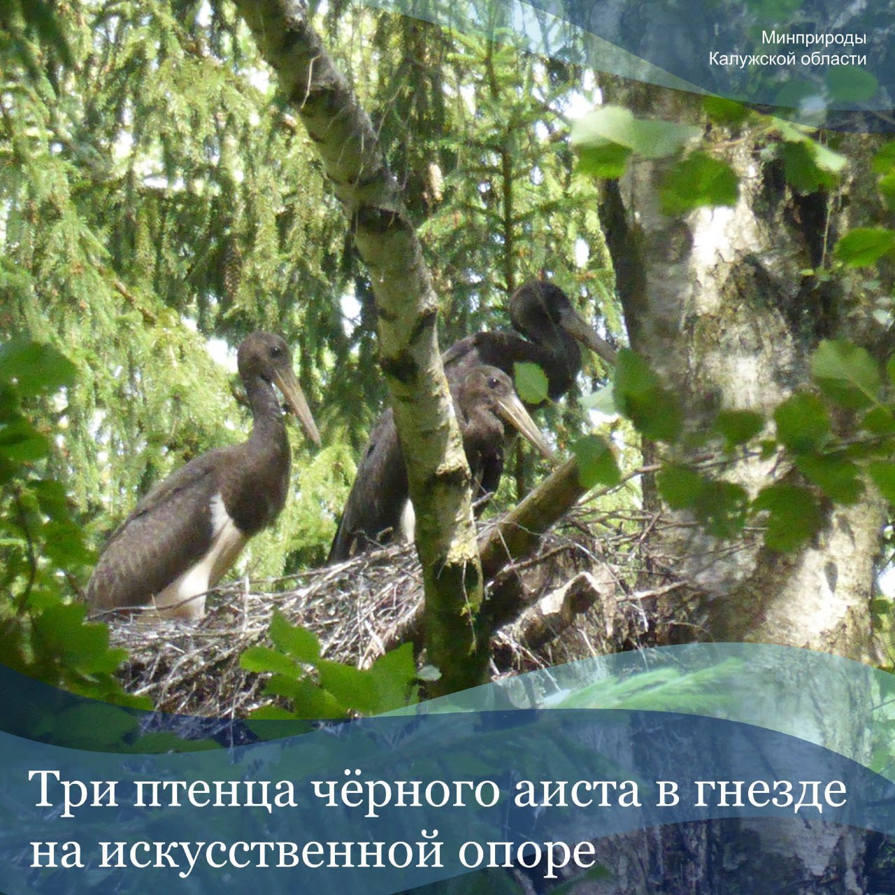 В Калужской области ведут работы по восстановлению гнезд аистов и скоп. В 2025 году построили два...