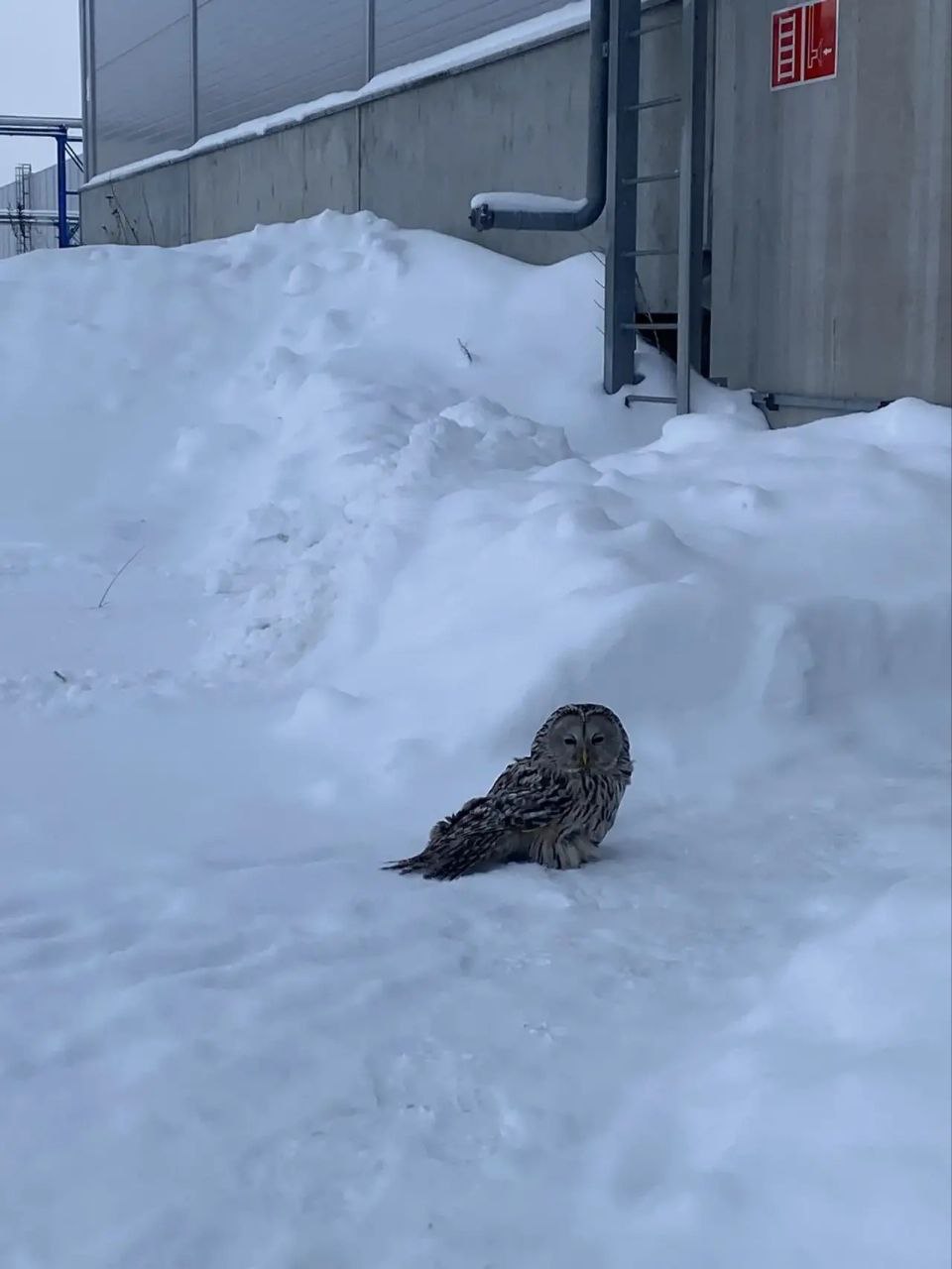 В центре «Феникс» сообщили о животных, нуждающихся в помощи. Среди них ястреб тетеревятник из Обн...