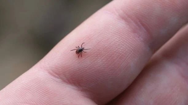 В Обнинске зафиксирован первый случай боррелиоза.

За прошедшую неделю в городе зарегистрировано ...