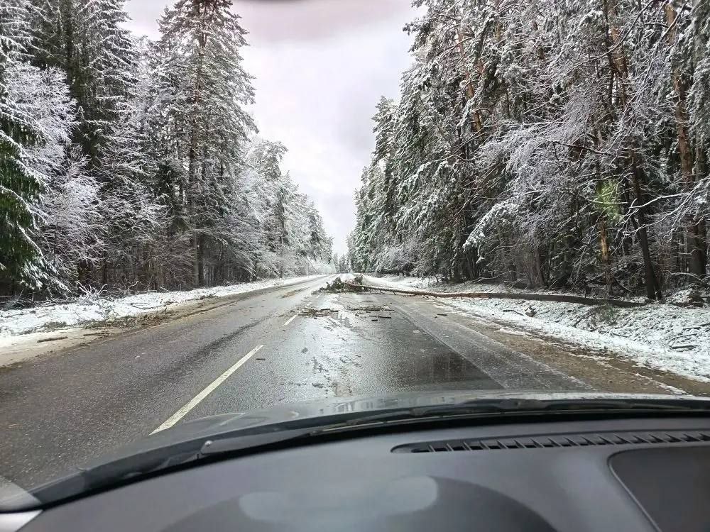В нашем регионе наблюдается массовое сваливание деревьев.

Проблема затронула участок дороги Бело...