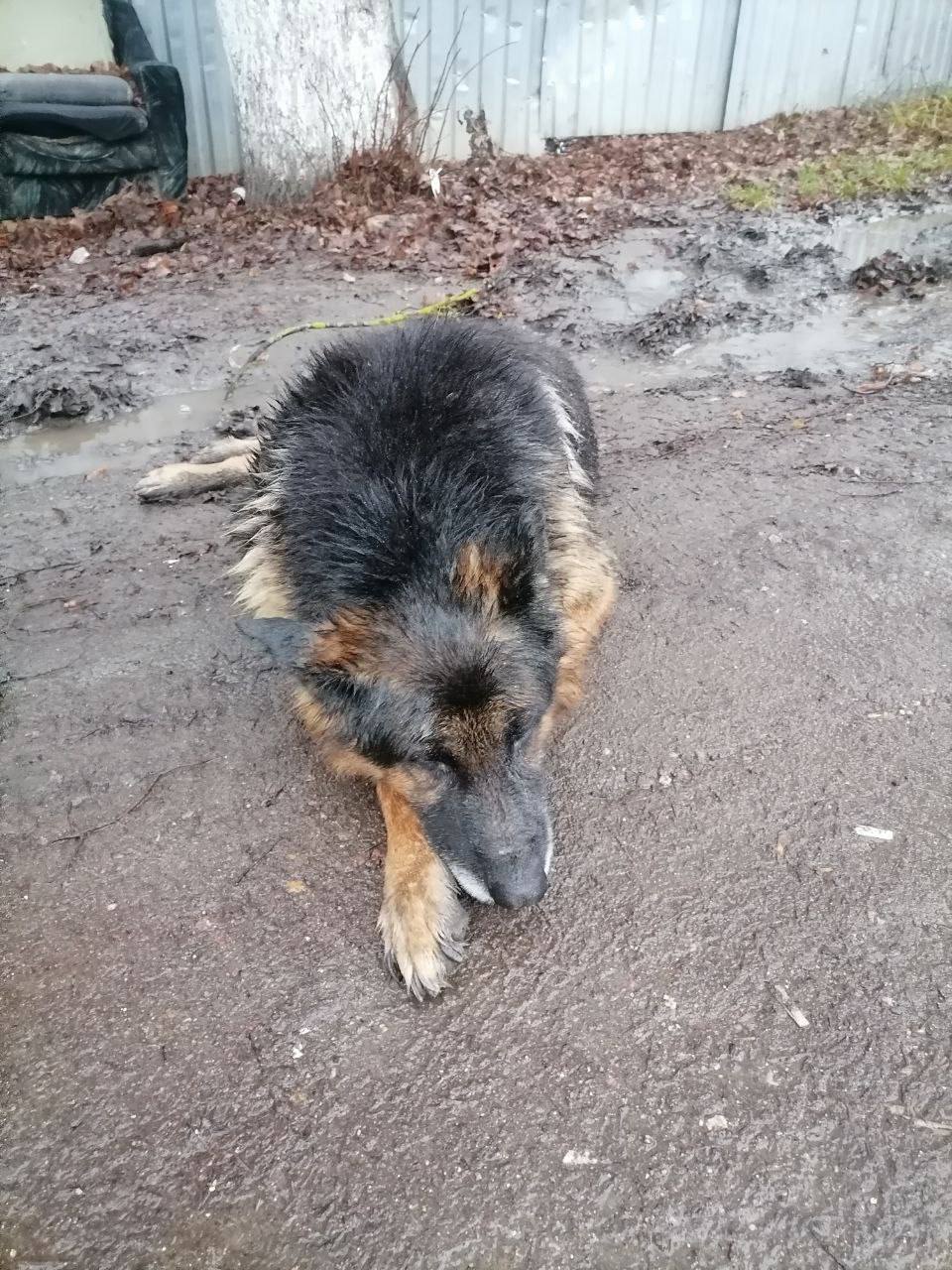 Жители Жукова спасли овчарку!

Нашли огромного пса возле завода – лежал на тротуаре. Люди помогли...